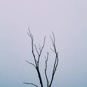 桃花满地AV亚洲
